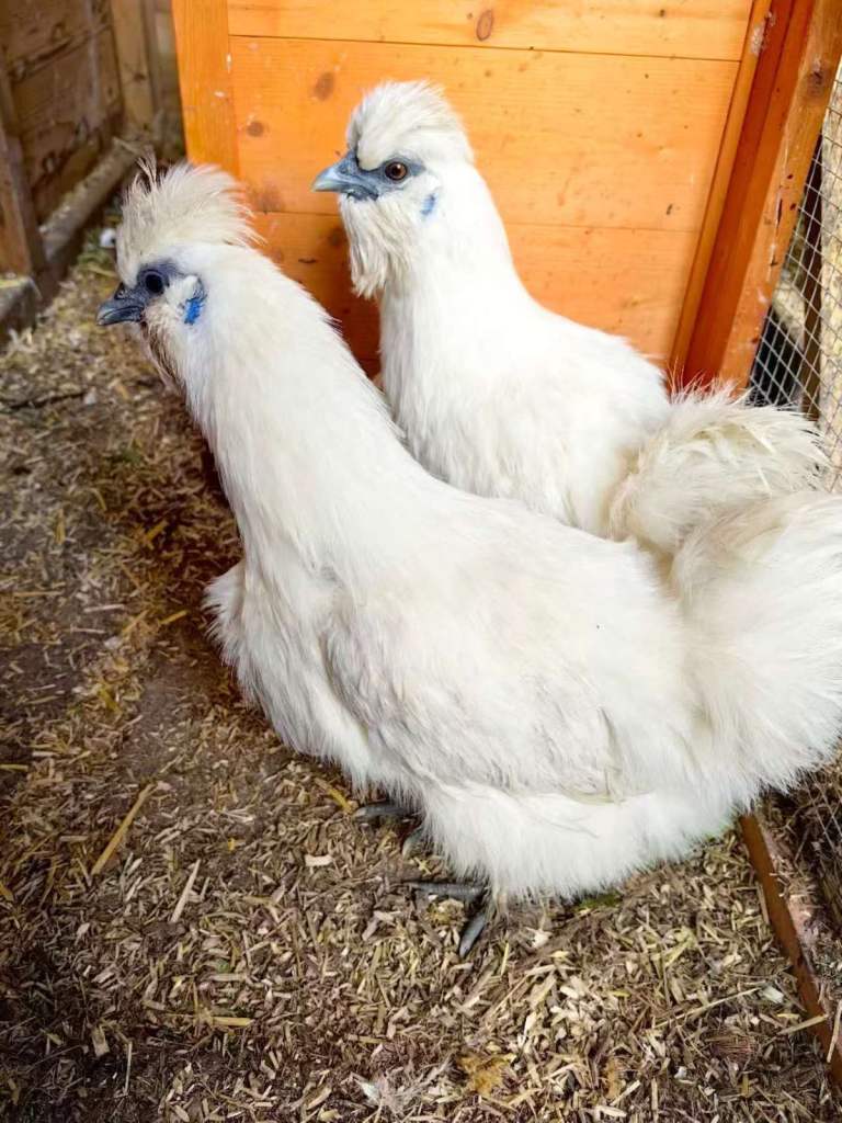 7 months silkies hen need a home