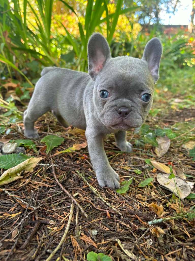 Frenchy fur babies 
