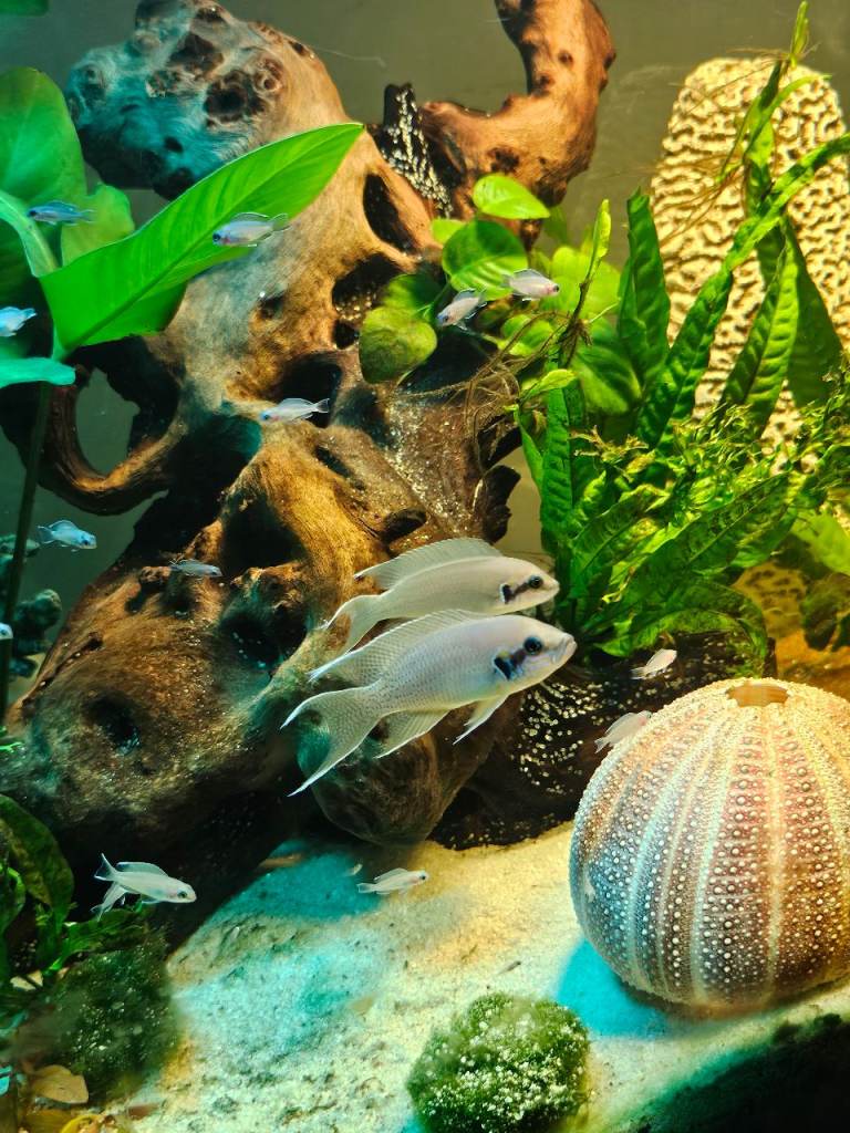 Fairy cichlids 