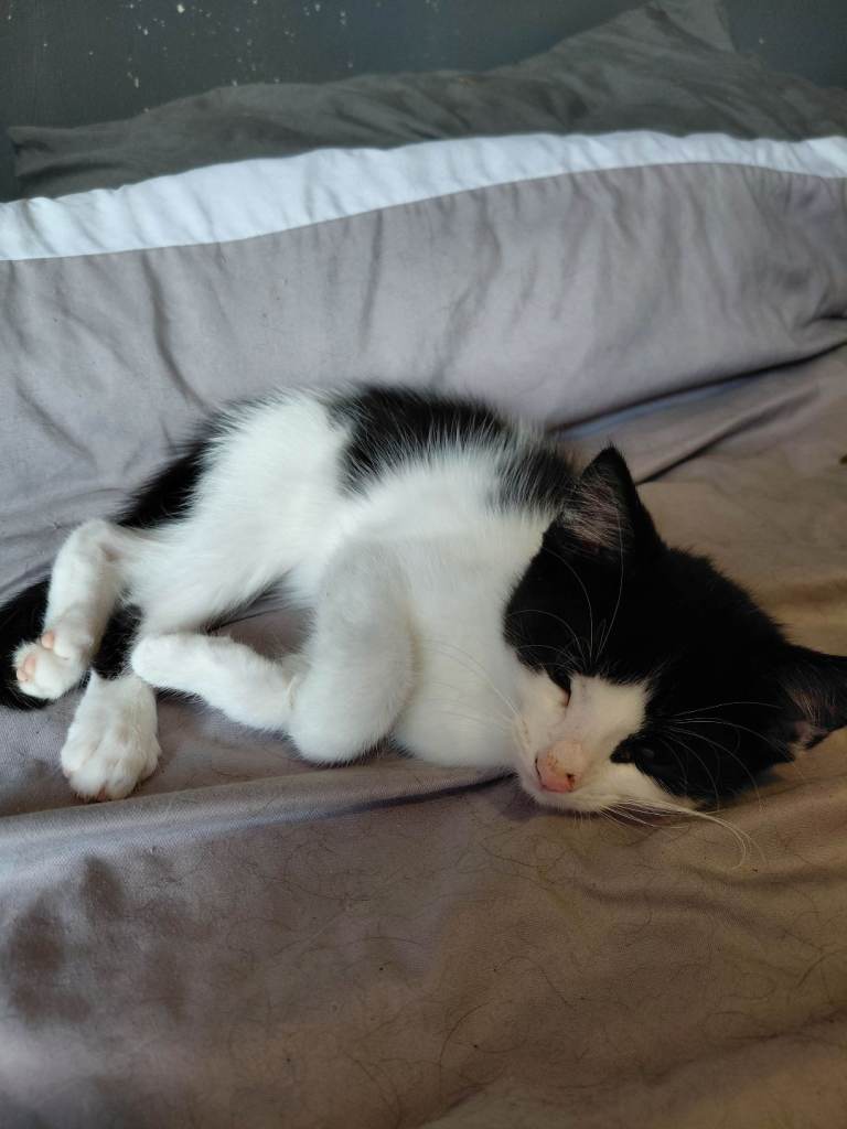 12week old kittens  £30 for pairs