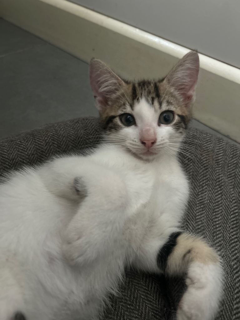 high white piebald tabby boy for sale 