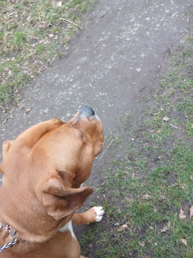 Buldog mix with stuffy