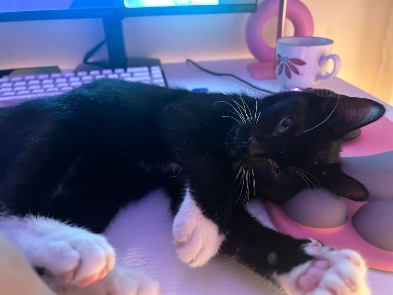 tuxedo boy kitten available in London