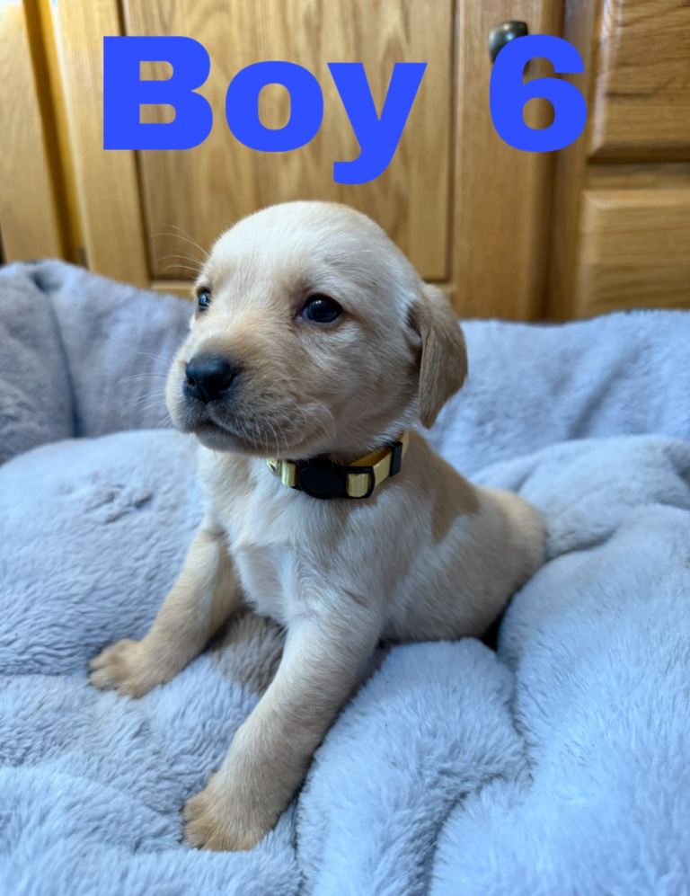 Lovely Purebred Labrador Puppies