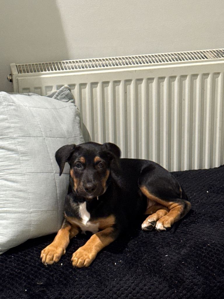 German Shepherd X Mastiff puppy for sale 