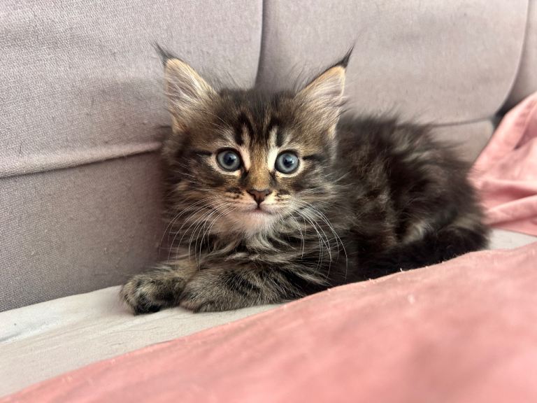 cats for sale