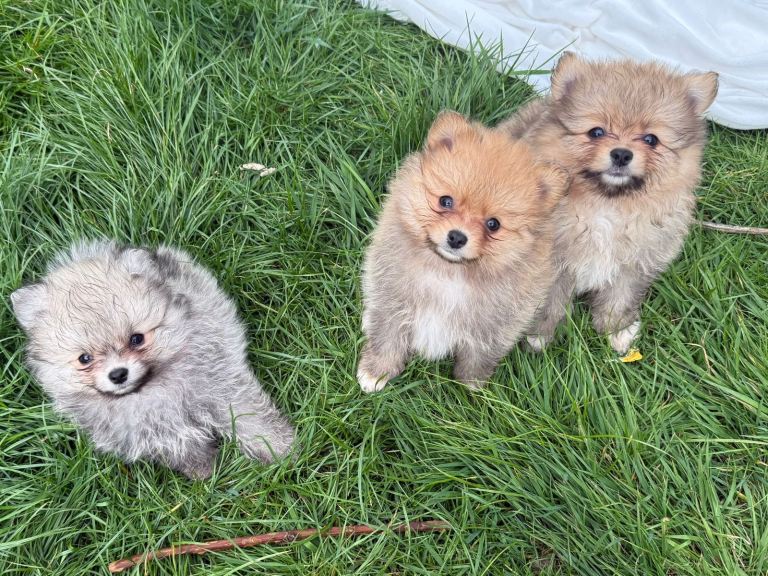 Pomeranian sweet puppys all boys
