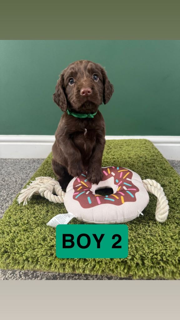 3 Liver Boys Cocker Spaniel Puppies READY TO LEAVE IN 18 DAYS