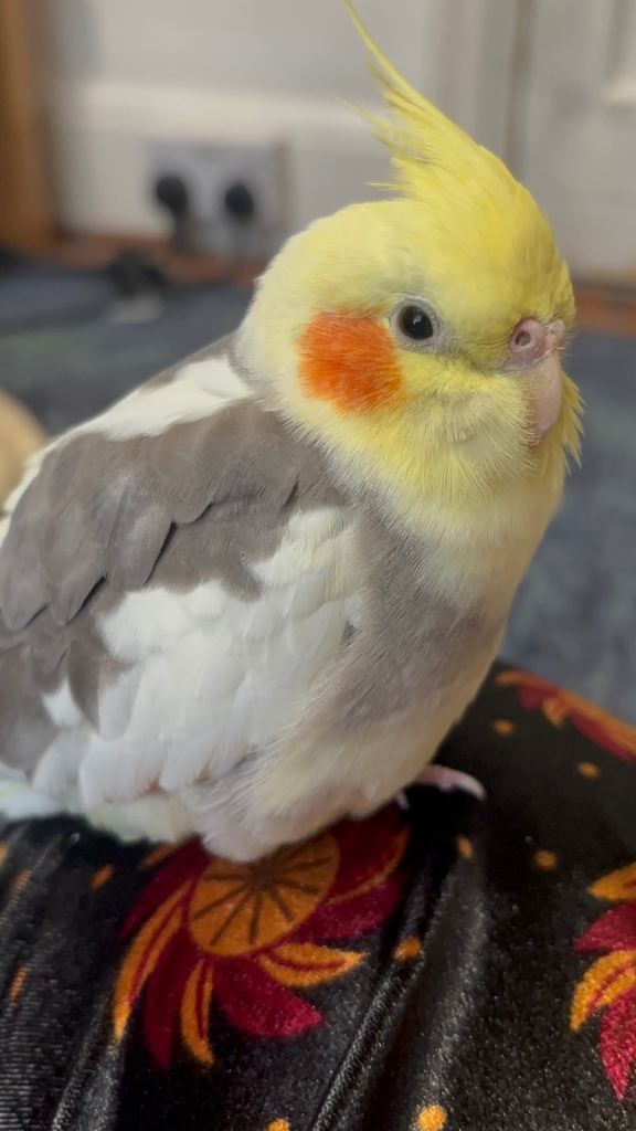 Male cocktail 