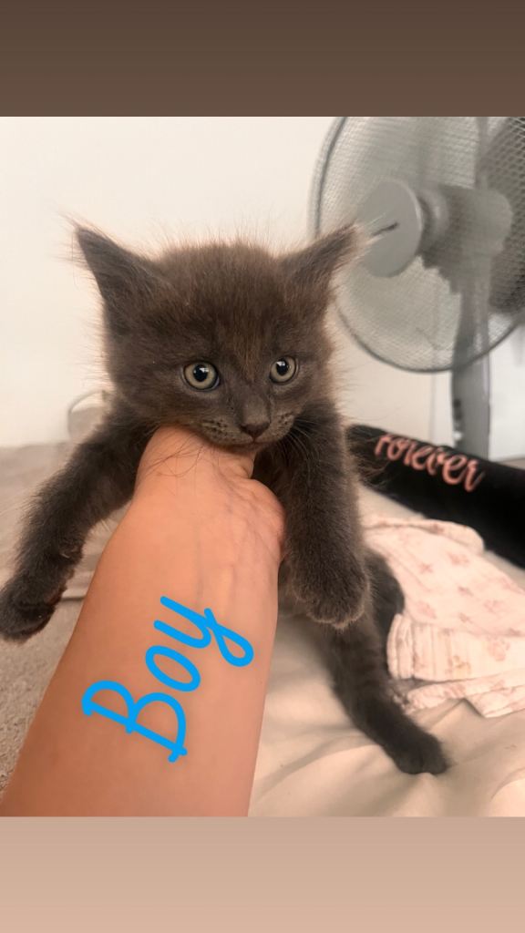 Kittens for sale 