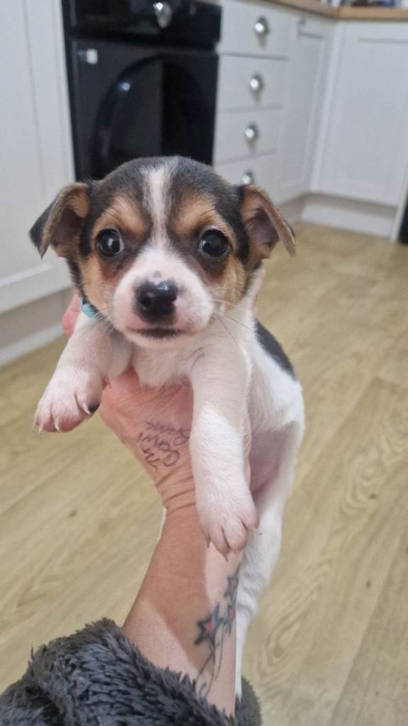 Jack Russell x chihuahua 