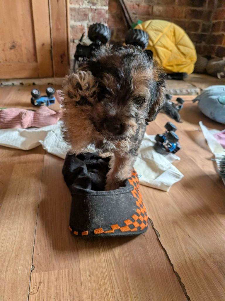 Border terrier cross toy poodle puppies 