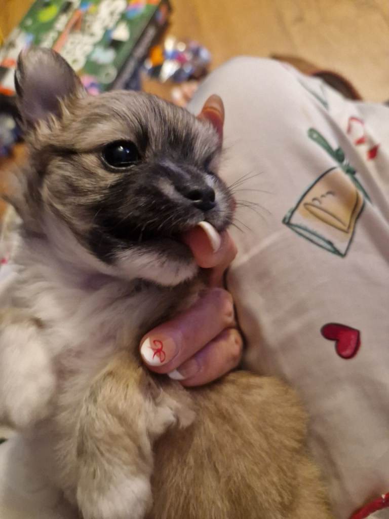 Female chihuahua puppy