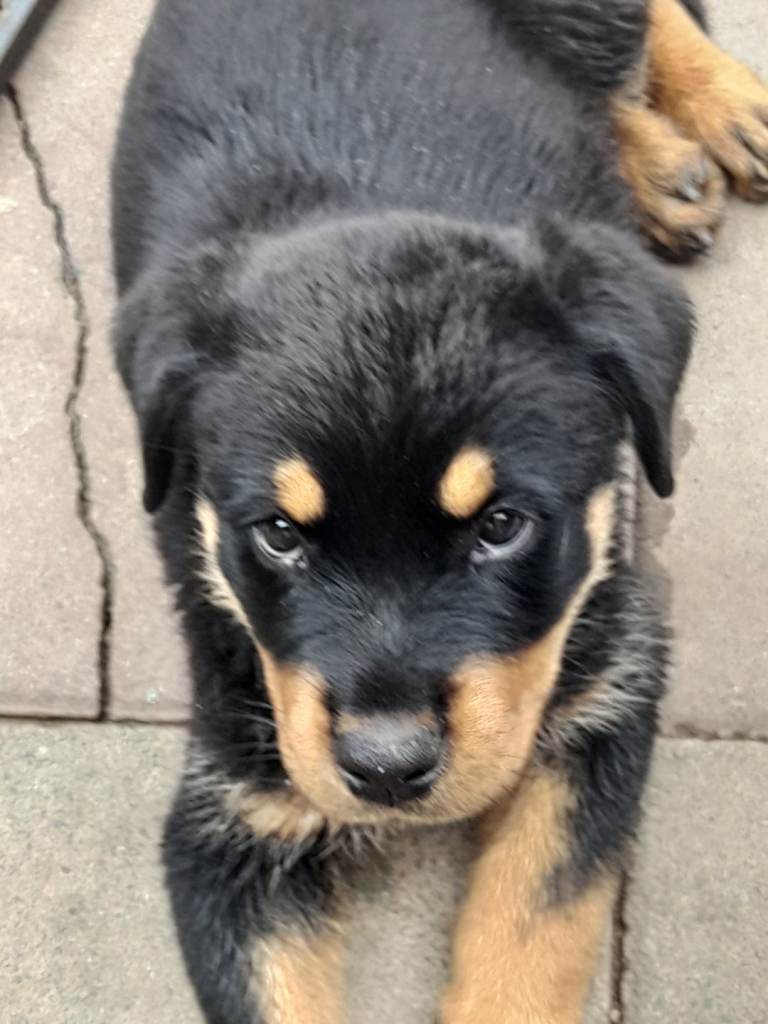  2 Rottweiler pups