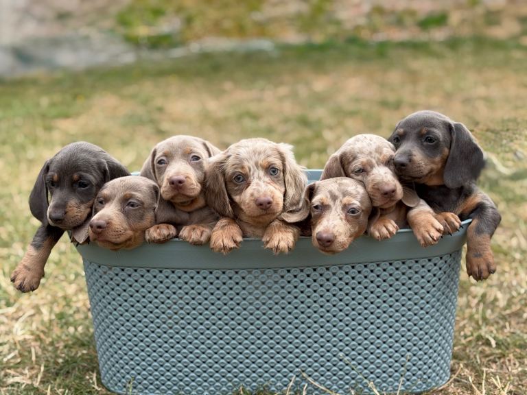 Miniature dachshund puppies 