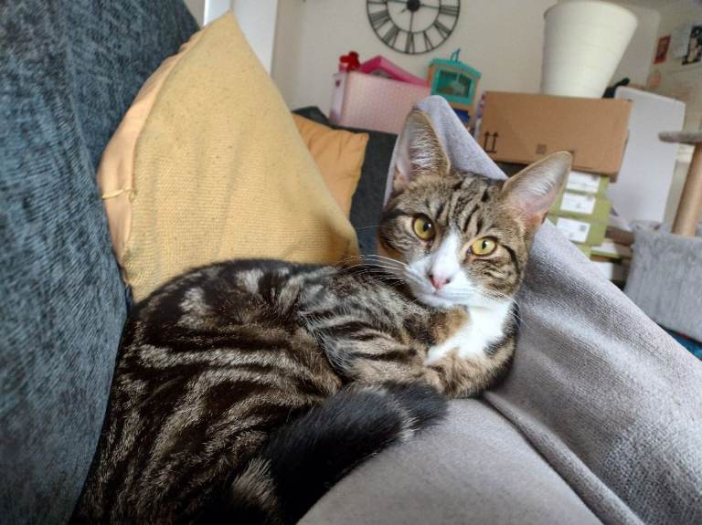 10 month old male cat