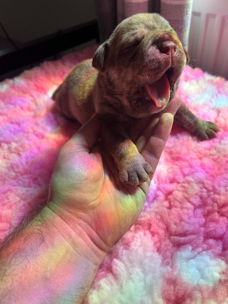 Olde English bulldog puppy’s 