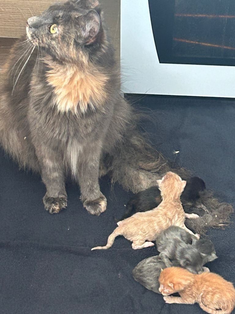 Beautiful Maine coon kittens  