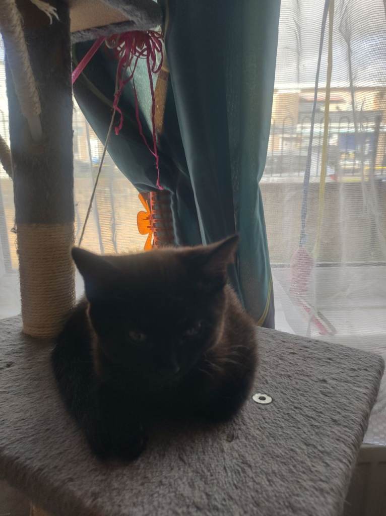 Kittens looking for forever home.