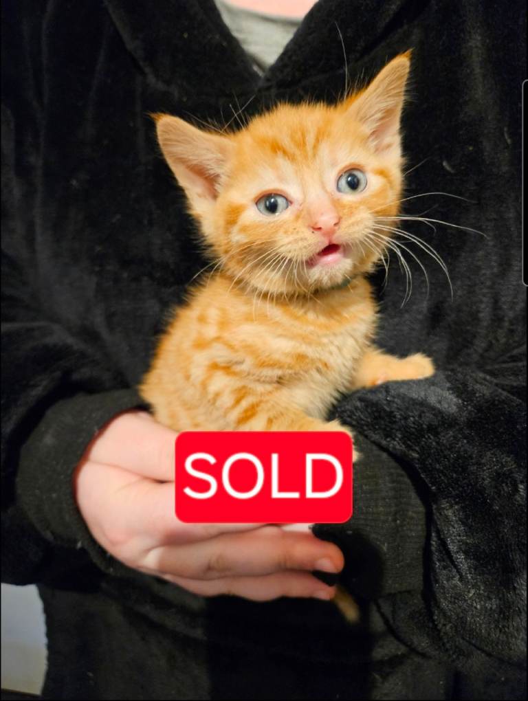 UPDATED ... Beautiful kittens for sale