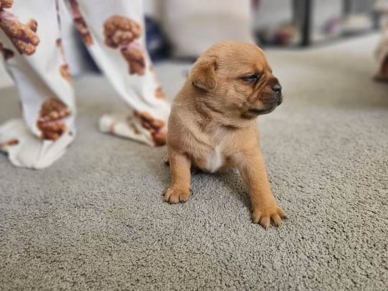 French pom 