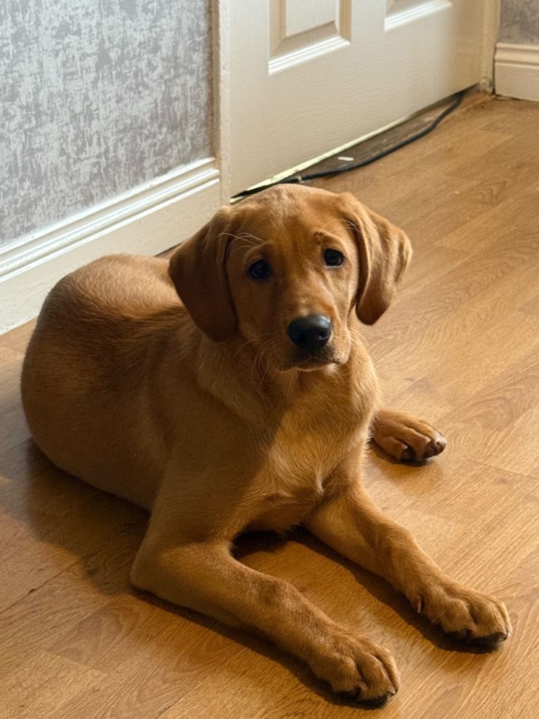 FEMALE LAB FULL KC Registered