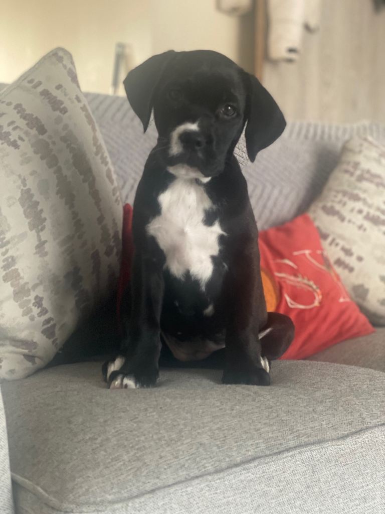 16 week female staffador