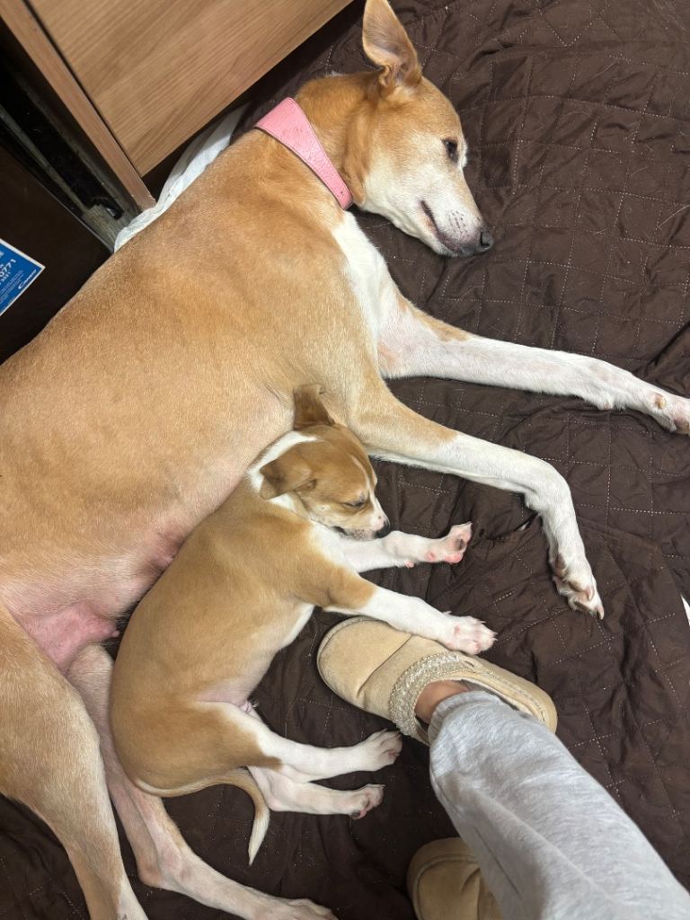 Lurcher pup 1 male pick of the litter