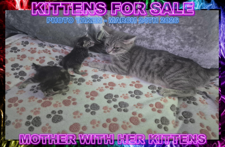Silver Bengal X Tabby Kitten For Sale