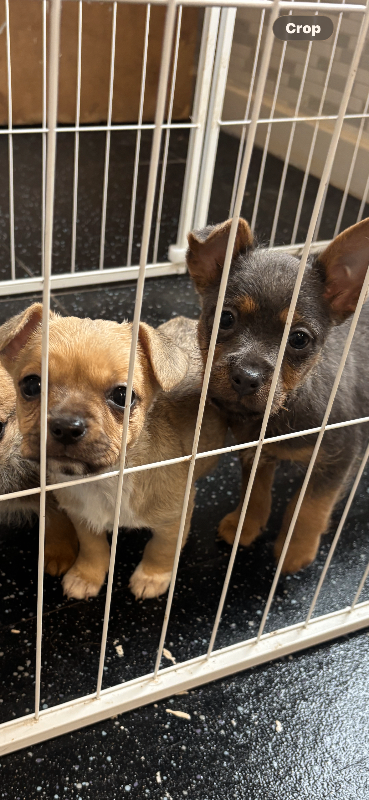 Puppies
