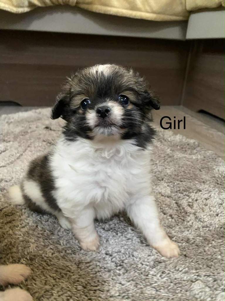 Chihuahua x jack Russell’s  