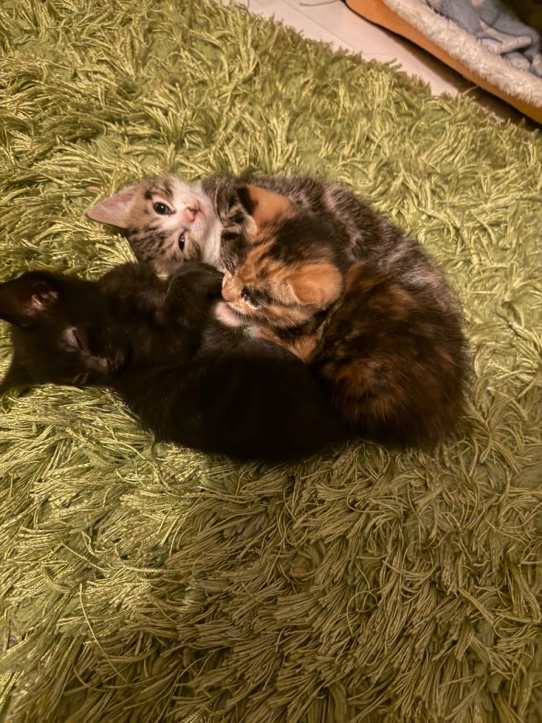 Little kittens 