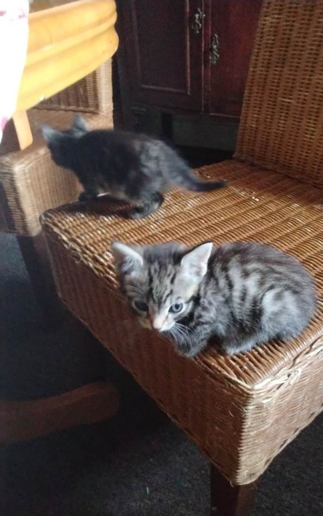 Kittens for sale 