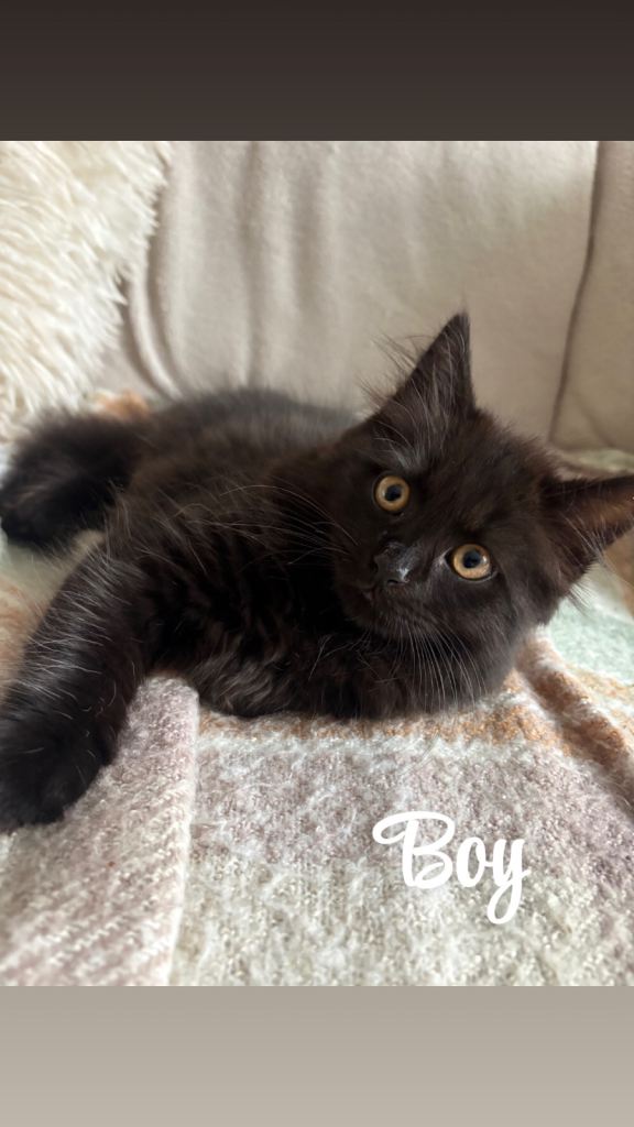 🐾 **GORGEOUS FLUFFY KITTENS READY FOR THEIR FOREVER HOMES 🐾**
