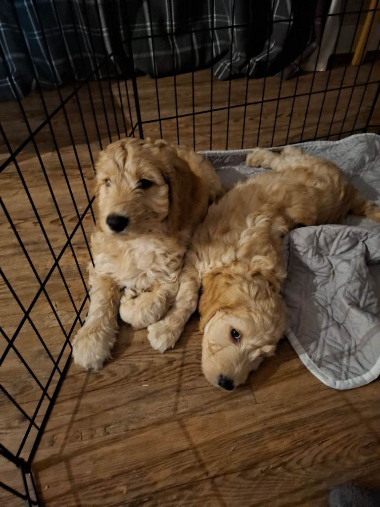 Cockapoo puppys 