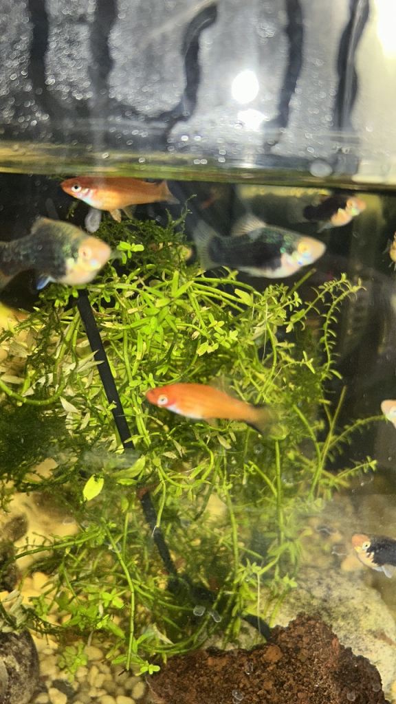 Fish looking for new home
