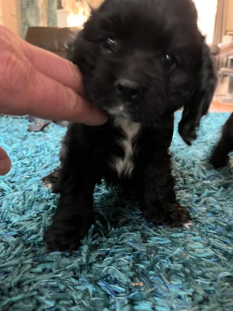 American show cocker spaniel pups