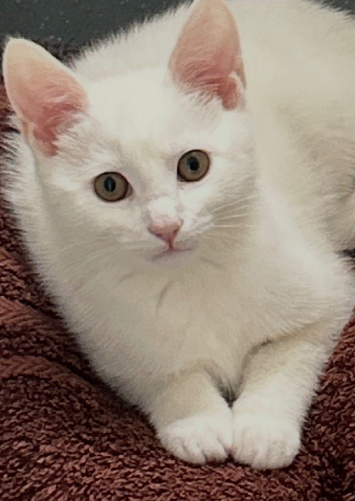 12 WEEK OLD WHITE KITTEN
