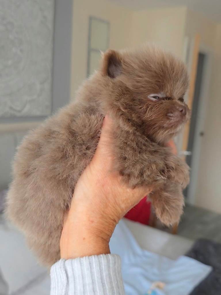 Beautiful Pomeranian puppies 