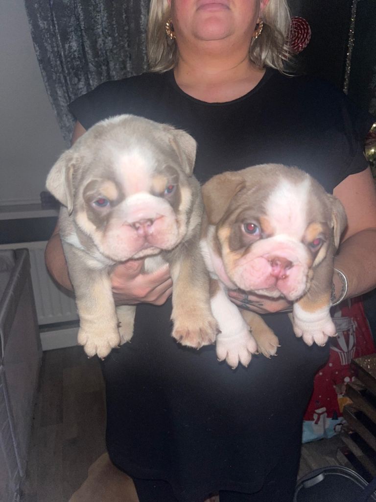 english bulldogs