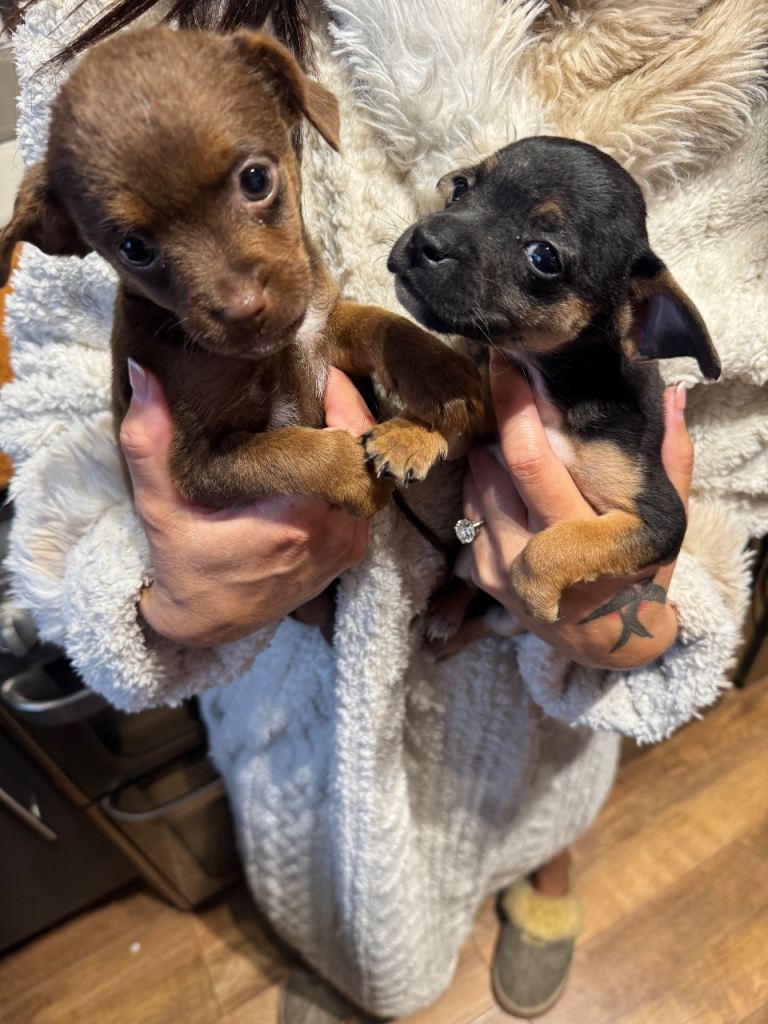 Pups 