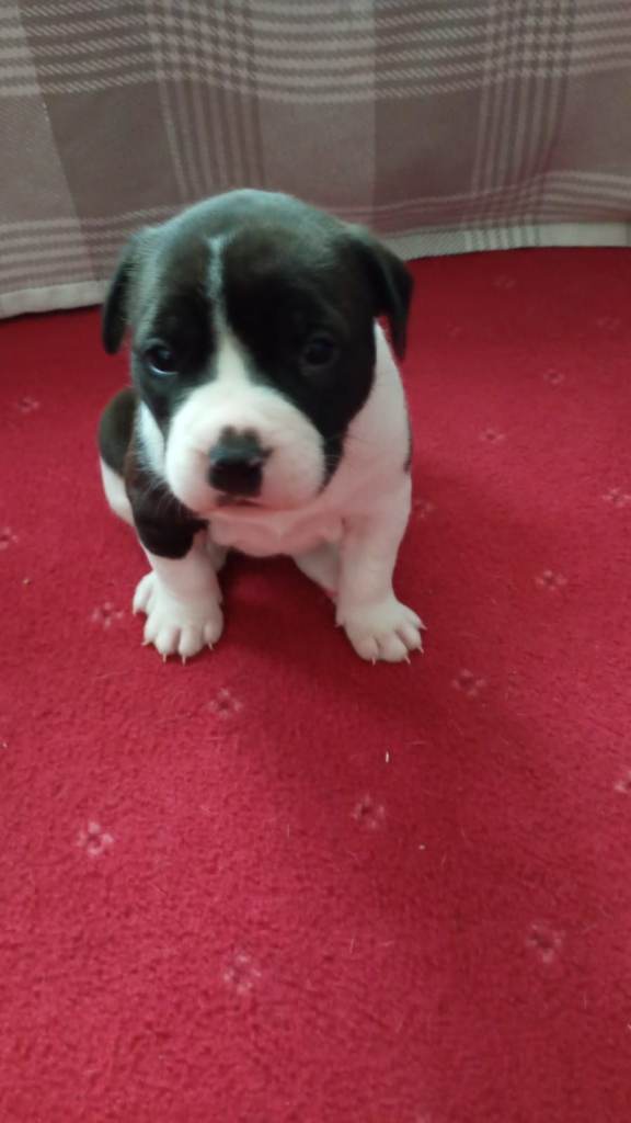 Staffy Pups 