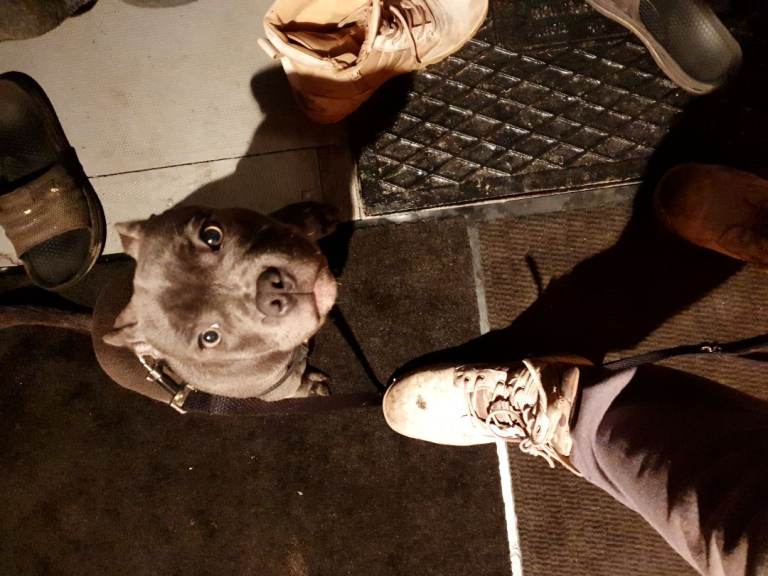 blue Staffordshire bull terrier puppy 