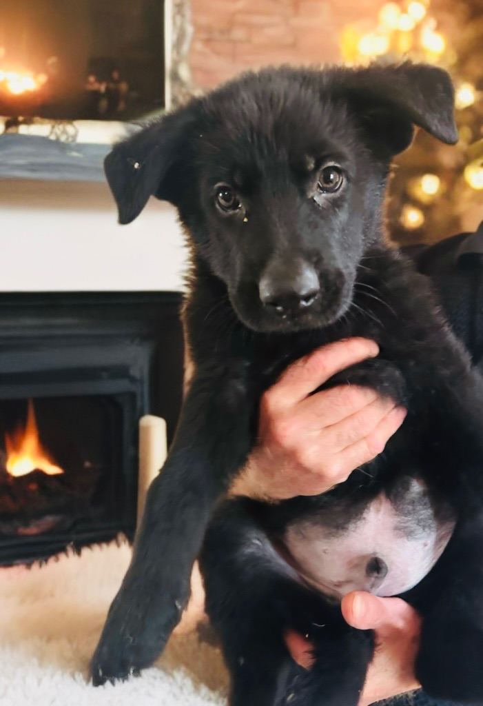 German shepherd puppies 