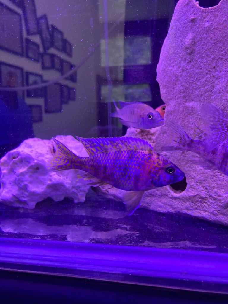 Peacock cichlids 