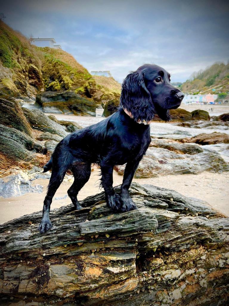 Cockerpoo puppies on the way! 