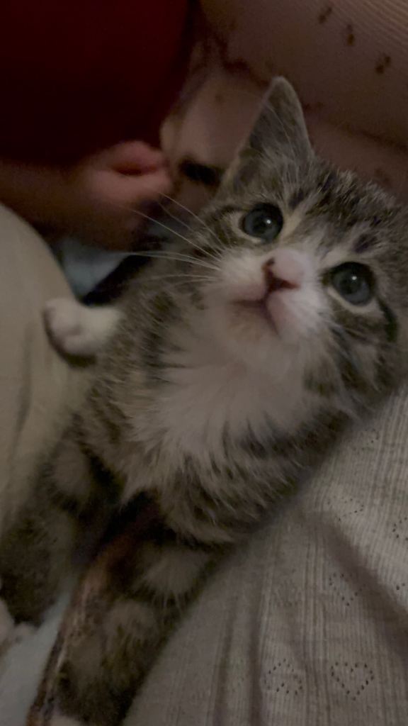 2male kittens 