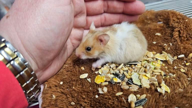 Gorgeous little syrian hamsters