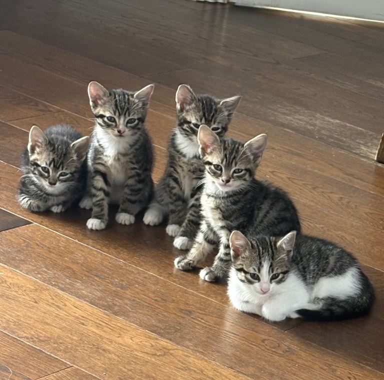 Female kittens looking for their forever homes