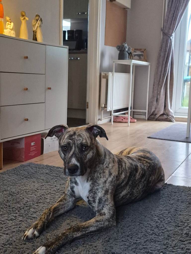 Mixed breed beauty for sale 